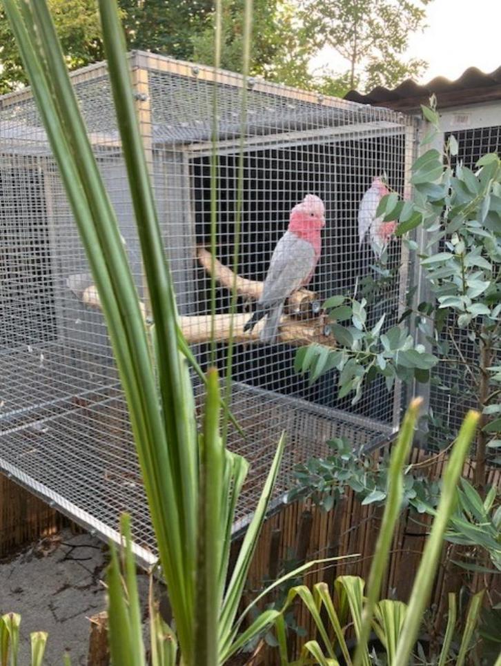 Prachtige rosé kaketoe man, Dieren en Toebehoren, Vogels | Parkieten en Papegaaien, Papegaai, Geringd