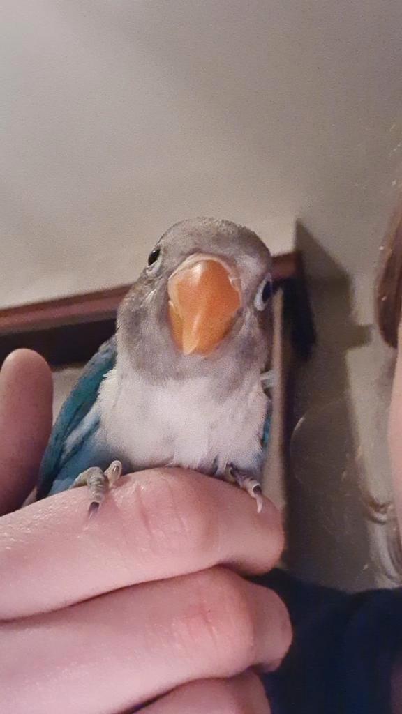 Handtam Agapornis jong, Dieren en Toebehoren, Vogels | Parkieten en Papegaaien, Dwergpapegaai of Agapornis, Geslacht onbekend