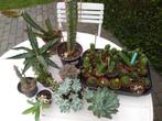 cactussen selectie, Huis en Inrichting, Kamerplanten, Ophalen