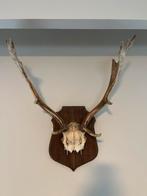 Gewei damhert, Verzamelen, Dierenverzamelingen, Ophalen, Zo goed als nieuw, Hert, Gewei of Kop