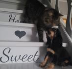 Engelse cocker pups  leven in huis met poezen  DNA getest, Dieren en Toebehoren, België, Fokker | Hobbymatig, Reu, CDV (hondenziekte)