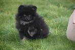 Pomeriaan pups dwergkees keeshond pup, Dieren en Toebehoren, België, Keeshond, 8 tot 15 weken, CDV (hondenziekte)