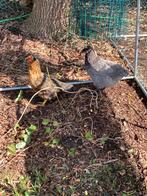 2 legkippen, Dieren en Toebehoren, Pluimvee