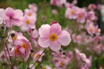 Anemone "Honorine Jobert roze" (herfstanemoon) beschikbaar voor biedingen