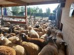 AANKOOP VAN SCHAPEN EN GEITEN, Dieren en Toebehoren, Schapen, Geiten en Varkens, Schaap