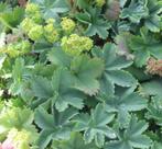 Alchemilla erythropoda een lage vrouwenmantel, Ophalen, Bodembedekkers, Vaste plant, Halfschaduw