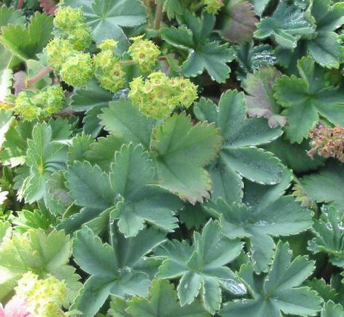 Alchemilla erythropoda een lage vrouwenmantel, Tuin en Terras, Planten | Tuinplanten, Vaste plant, Bodembedekkers, Halfschaduw