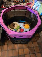 Sesam shiba inu teefje - geteste ouders en stamboom, België, Fokker | Hobbymatig, Overige rassen, CDV (hondenziekte)