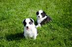 Australische herder pups geboren op boerderij, Dieren en Toebehoren, Honden | Herdershonden en Veedrijvers, België, Particulier