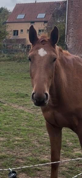 Springgefokte merrie, Dieren en Toebehoren, Paarden en Pony's | Dekhengsten en Fokmerries, Merrie