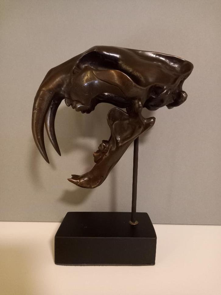 Bronzen schedel sabeltandtijger, Antiek en Kunst, Antiek | Brons en Koper, Brons, Ophalen of Verzenden