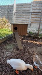 Hok voor eenden, Ophalen, Gebruikt, Hout, Broedkooi of Kweekkooi