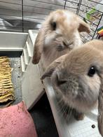 Mooi konijntje en konijnenhok, Middelgroot, Hangoor, 0 tot 2 jaar