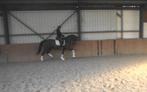 Talentvolle 4 jr Dressuur merrie, uit zeer goede stam, Dieren en Toebehoren, Paarden, Merrie, Gechipt, Dressuurpaard, Zadelmak