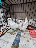 Kleur duiven koppel, Animaux & Accessoires, Oiseaux | Pigeons