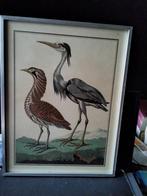 Gravures d'oiseaux, Ophalen of Verzenden