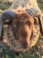 Ouessant ram, Dieren en Toebehoren