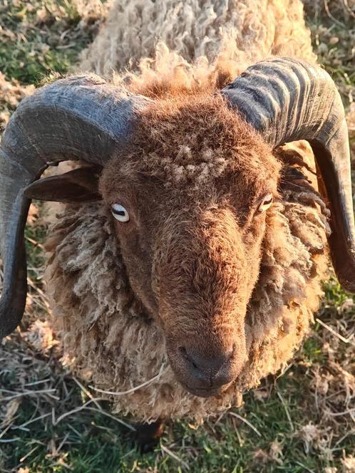 Ouessant ram, Dieren en Toebehoren, Schapen, Geiten en Varkens