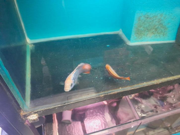 Pseudotropheus sunset, Dieren en Toebehoren, Vissen | Aquariumvissen, Zoetwatervis, Vis