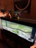 Groot Aquarium + Toebehoren, Dieren en Toebehoren, Ophalen, Gebruikt, Gevuld zoetwateraquarium