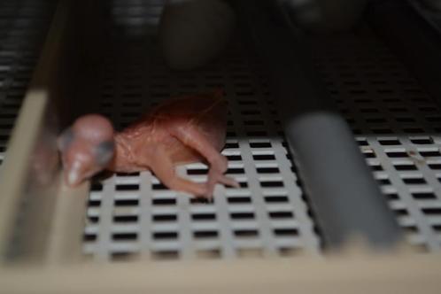 Schimmel., Dieren en Toebehoren, Vogels | Kanaries