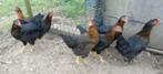 Legkippen harco, Dieren en Toebehoren, Pluimvee