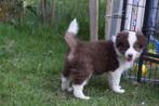 Border collie pups, verschillende kleuren, België, CDV (hondenziekte), 8 tot 15 weken, Collie