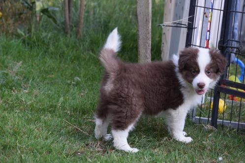 Border collie pups, verschillende kleuren, Dieren en Toebehoren, Honden | Herdershonden en Veedrijvers, Meerdere dieren, Collie