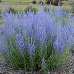Perovskia "Blue Spire", Ophalen, Volle zon