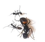 Camponotus cruentatus gratis verzending, Dieren en Toebehoren, Mieren