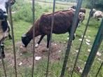 Zwartbles ooi en ramlam, Dieren en Toebehoren, Schapen, Geiten en Varkens, Mannelijk, Schaap, 0 tot 2 jaar