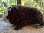 Rex beertje goudagouti bont, Dieren en Toebehoren, Cavia, Augustus, Mannelijk, Tam
