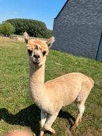 Alpaca, Dieren en Toebehoren, Augustus, Mannelijk