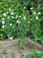 hibiscus pink chiffon, Volle zon, Vaste plant, Zomer, Ophalen