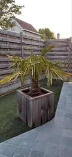 2 palmbomen, Tuin en Terras, Ophalen