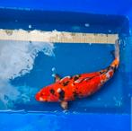 Koi Gin Rin Sanke 45 cm te koop, Dieren en Toebehoren, Karper of Koi