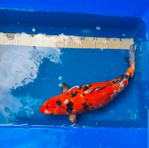 Koi Gin Rin Sanke 45 cm à vendre, Animaux & Accessoires, Poissons | Poissons d'étang, Carpe ou Koï