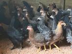 Cream legbar olijflegger en marans