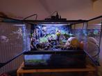 Paludarium met 2-3 vampierkrabben, Ophalen, Zo goed als nieuw, Verlichting
