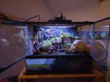 Paludarium met 2-3 vampierkrabben beschikbaar voor biedingen