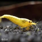 Neon Yellow Backline Garnalen – Neocaridina, Dieren en Toebehoren, Vissen | Aquariumvissen, Kreeft, Krab of Garnaal, Zoetwatervis