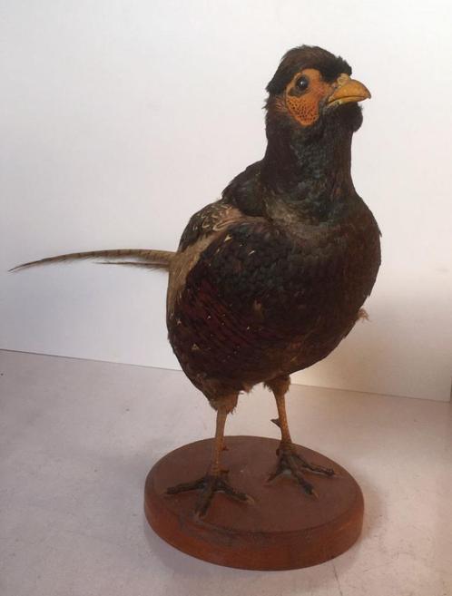 Opgezette fazant, staand op plankje - taxidermie, Collections, Collections Animaux, Utilisé, Animal empaillé, Oiseaux, Enlèvement ou Envoi