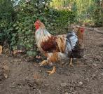 Wyandotte haan splash, Dieren en Toebehoren, Pluimvee