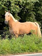 Hongre palomino 4ans, Dieren en Toebehoren, Paarden, Ruin, L