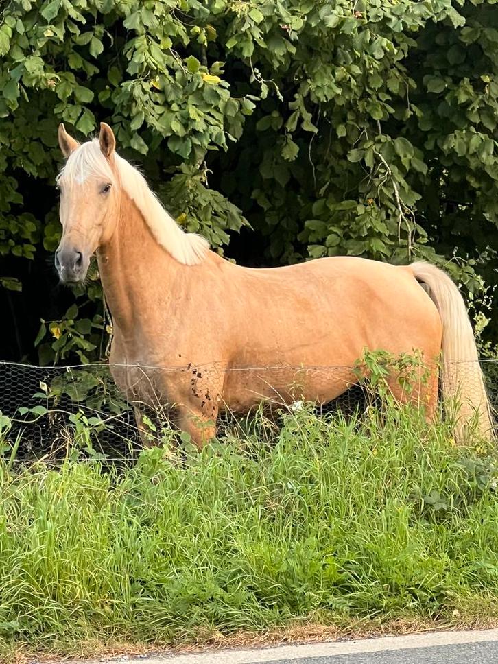 Hongre palomino 4ans, Dieren en Toebehoren, Paarden, Ruin, L