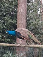 Pauw hanen, Dieren en Toebehoren