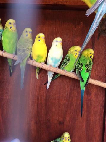 VEEL KLEUREN GRASPARKIETJES NU 18 EURO/KOPPEL beschikbaar voor biedingen