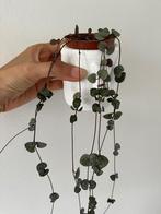 String of hearts plant, Huis en Inrichting, Kamerplanten, Ophalen
