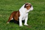 Engelse Bulldog pups te koop, Dieren en Toebehoren, Honden | Bulldogs, Pinschers en Molossers, 15 weken tot 1 jaar, Reu, Buitenland