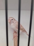 kanarie, Dieren en Toebehoren, Vrouwelijk, Kleurkanarie